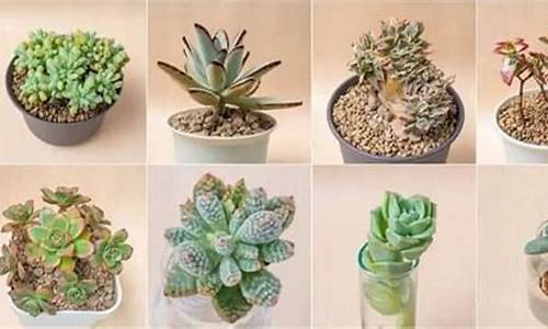 cacti添加监控主机_监控主机添加摄像头步骤